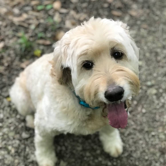 Meet your Posher, Maggie - Picture 5 of 5